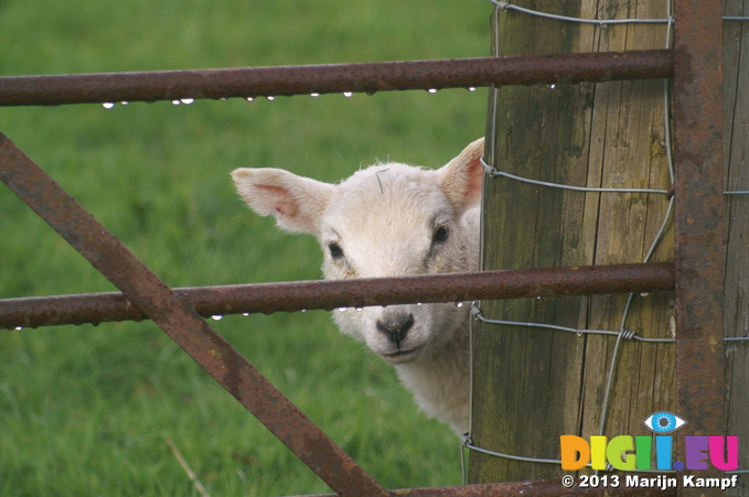 D7D00469 Peek-a-boo lamb